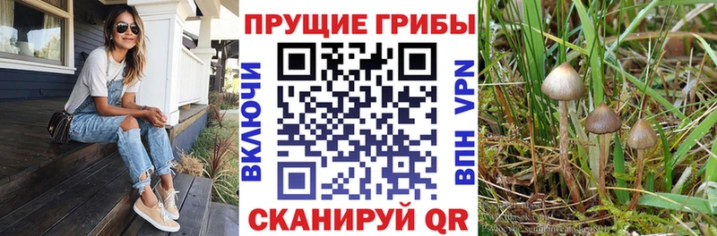 Галлюциногенные грибы Magic Shrooms  Петровск 